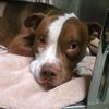 Dog Who Jumped From BQE Will Be Reunited With Owner 